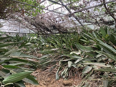 極楽鳥花が群生する施設内